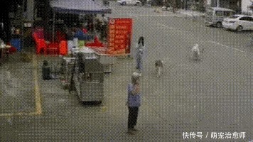  老人|老人被狗绳绊倒去世，12岁女孩遛狗是主因，我们还需要多少教训？