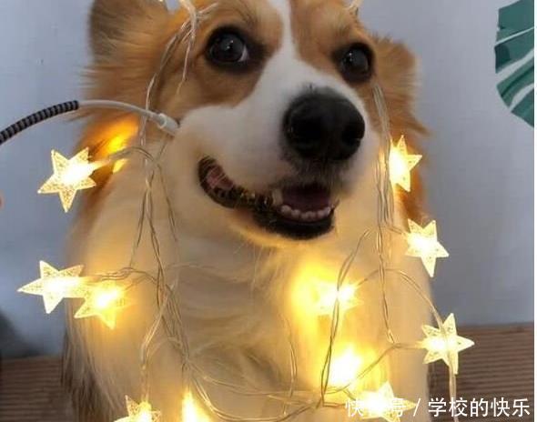  充电|主人拿充电线插到狗脸，全身发光，柯基笑容满面！