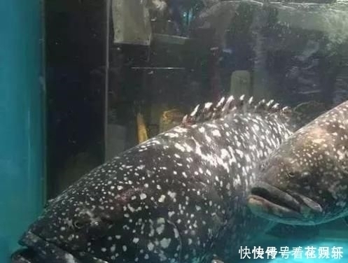 芝麻|中国最好吃的6种鱼,全吃过的,请允许我叫你一声“土豪”