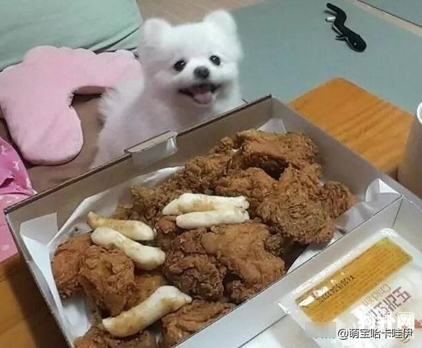 几天|博美犬看着主人吃完一大份炸鸡，深刻体会到了什么叫做生无可恋