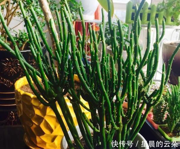  光棍|光棍树长得太高该怎么剪学会2个小动作，个个都能随意凹造型！