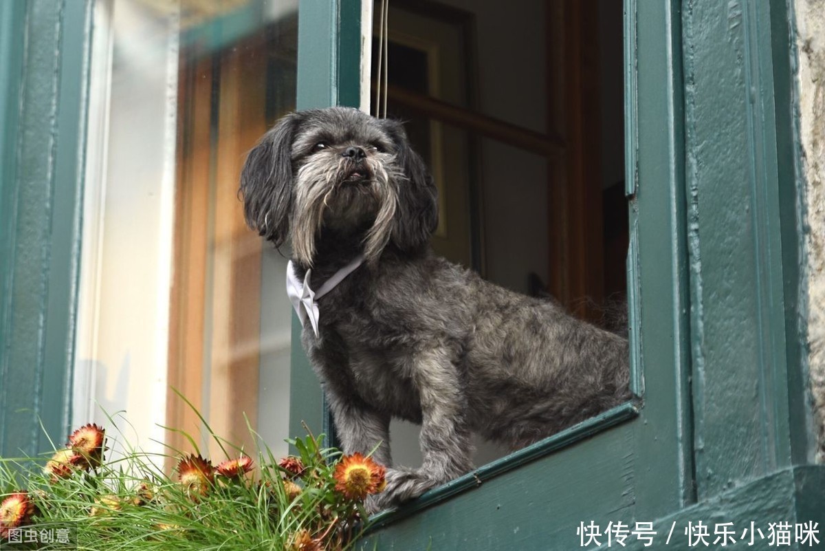 主人|当狗狗想念主人时,它会做这些事,第四件很多人却在责骂