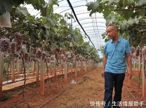 品种|网红李子柒推荐的葡萄品种，口感美味营养丰富，新手可种植