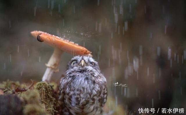  震撼|26张“活久见”的震撼图片，每一张都来之不易