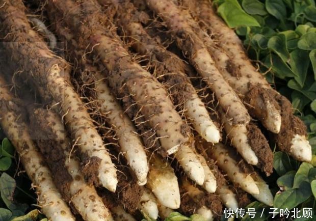 直观的区分|普通山药和铁棍山药如何区分看完涨知识了,下回不怕被老板忽悠