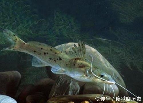 甲鱼|比甲鱼营养,一斤卖到300元,被誉为“淡水鱼之王”,却常被嫌弃