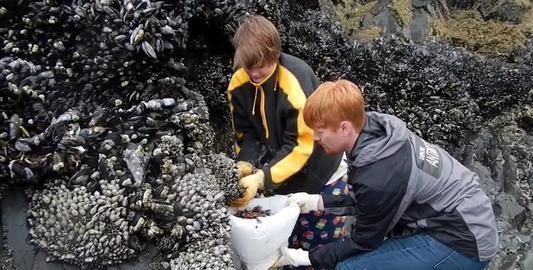 世界|世界“最贵的海鲜”价值达上万元,渔民却不想去打捞