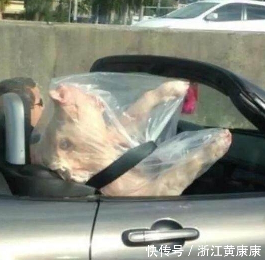 不错|搞笑图片幽默段子笑话:狗子你打扮下还是挺好看的,不错哦,哈哈