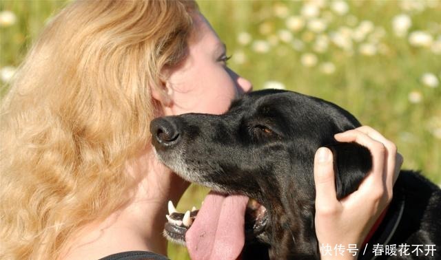 秘密|拉布拉多犬“舔人”的秘密,你还不知道吧!