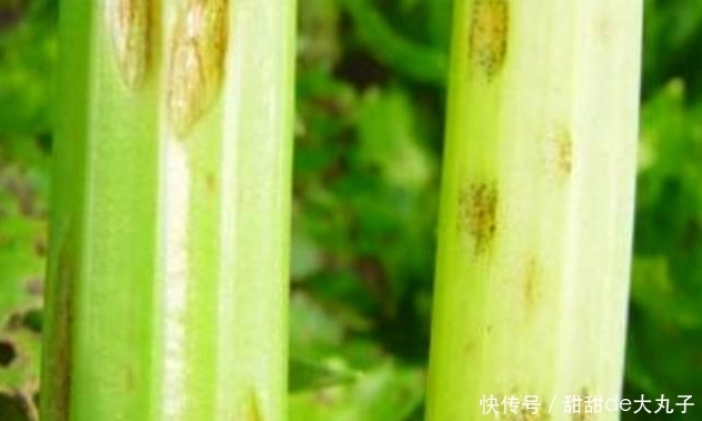 难吃|买芹菜时，遇到3种就算打折员工也不买，难吃又筋多