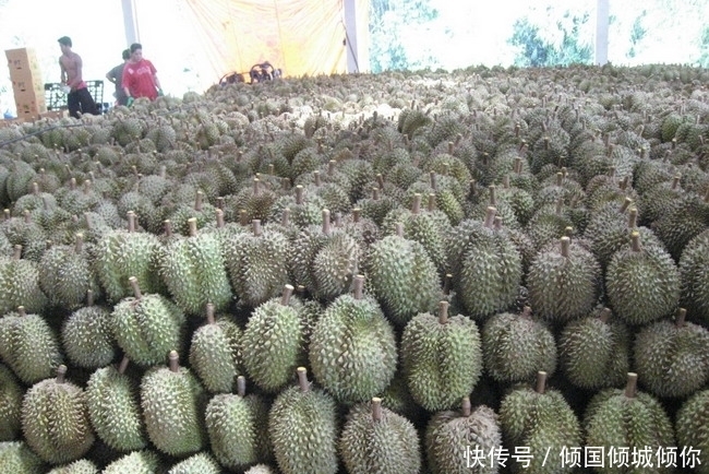 没人要|这水果在泰国没人要，在中国卖到几十块一斤，却被一抢而空！