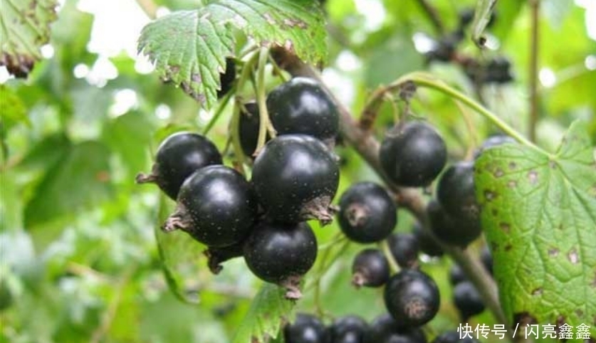 变平|立秋后,晚上当零食吃一把,大肚子变平了,保肝护肝,气色更红润