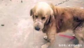 弃养|金毛被捆住嘴巴拴在救助站前, 狗眼透露悲伤, 弃养方式使人难过!