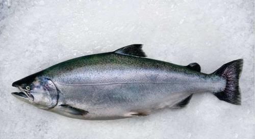 上榜|全世界“最昂贵”的4种海鲜,中国有一种鱼上榜,很多人未见过