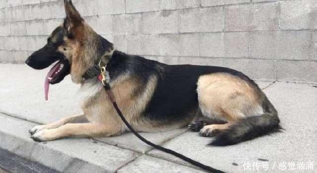 物收容所|夫妻领养一只狗,它晚上不睡觉,盯着主人看,知道原因后主人哭了