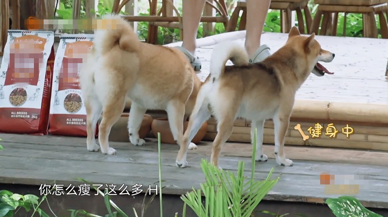  录制|向往的生活分批录制实锤！吃饭叫外卖还假装送客，剪辑都圆不回来