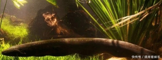  食人鱼|亚马逊河横着走的顶级杀手，食人鱼躲着走，鳄鱼只能选择同归于尽