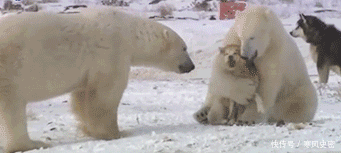 漫画|搞笑漫画:小伙子忽然认为抄近路可行