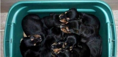 抛弃|怀孕狗狗被前主人抛弃,被好心人收养后竟然送给恩人一个大礼物