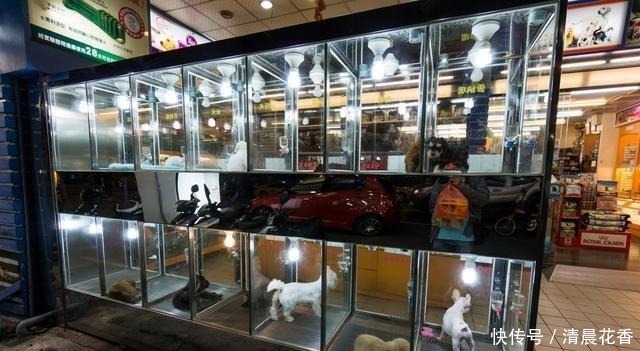 宠物店|为什么狗狗害怕去“宠物店”原因有5个！