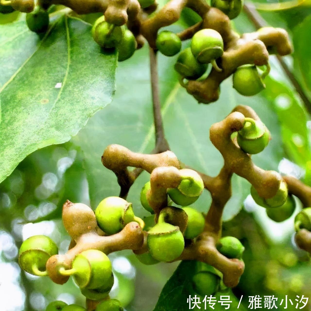 小时候|秋天,漫山遍野都是小时候吃过的“野味”,你还认得几种?