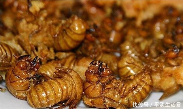 告别|告别羊肉串,拒绝小龙虾,农林里的害虫,如今成了夜市上的高端菜