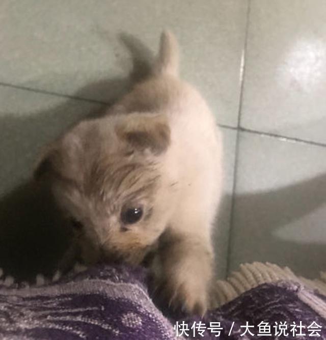 流浪|冬日流浪小奶狗找上门想蹭点温暖，看到小家伙的举动后，让人心疼