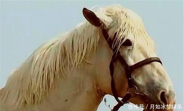 赤兔马|中国的八匹名马, 除了赤兔马, 你还知道其它的吗