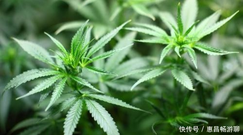 随处可见|真以为“毒品”离我们很远，其实它存在于我们生活中，随处可见