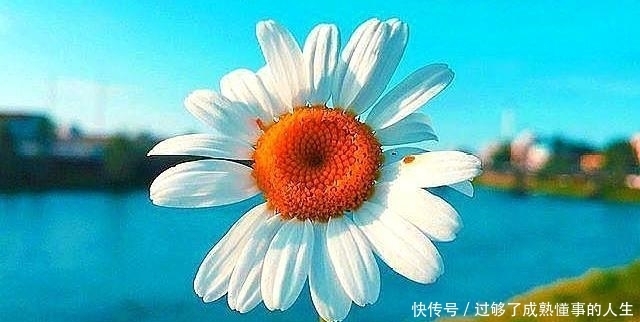  心语|朋友圈阳光励志心语，每一句都是满满的正能量