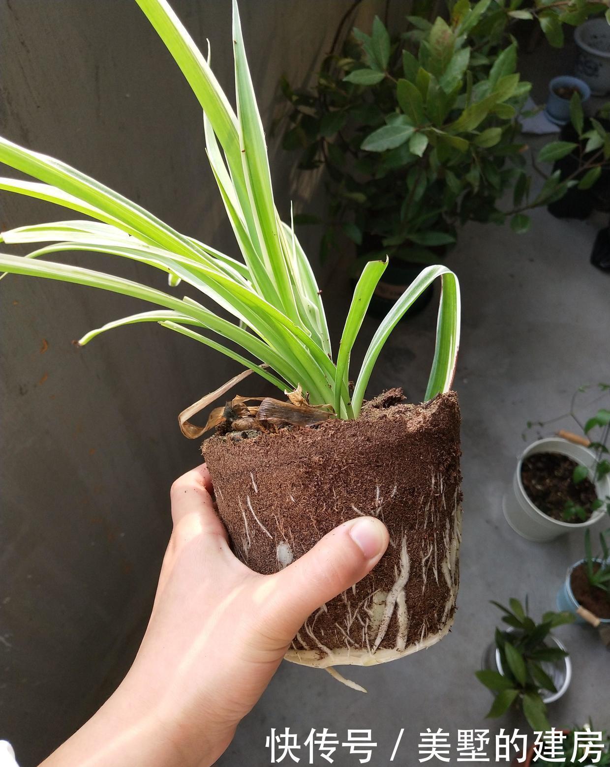 盆里|秋天养花有诀窍,做好这几步,盆里都是面条根