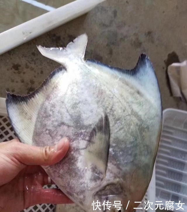 价格|以后去市场买这5种鱼,连鱼铺老板都会夸你是行家