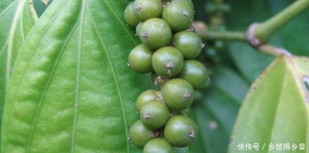 换算成食盐|胡椒粉,鸡精和味精哪个伤害大
