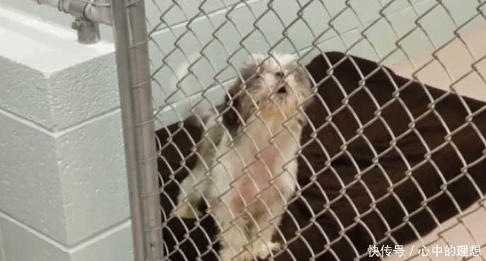  另一只|两只狗狗即将被安乐死, 一只抱着另一只: 我搂着你呢, 不要怕!