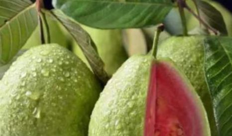 汉子|公认“最难吃”的4种水果,我一种都没吃过,全吃过敬你是条汉子