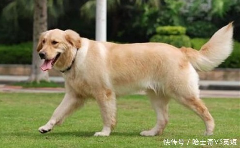 爪子|为什么狗狗爪子不让碰？肉垫的6个作用，看完默默缩回我的手