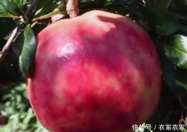 吐籽|有人说石榴的营养全在石榴籽里,那吃石榴要不要吐籽