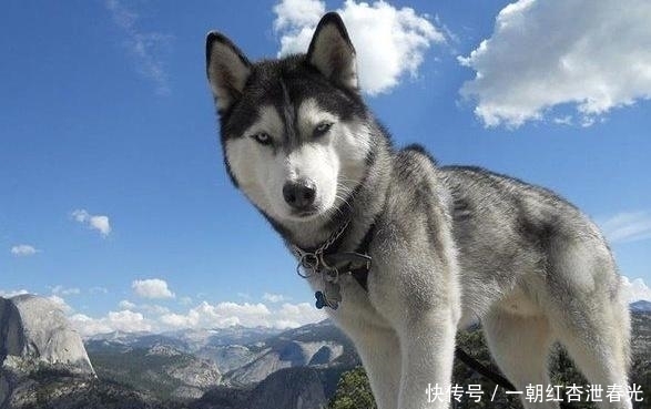 雪橇|哈士奇被称为“二哈”,为什么在拉雪橇的时候,却有组织有纪律