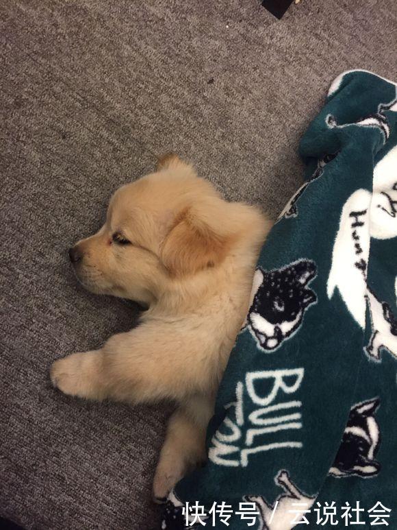  看起来|停车场流浪狗抱着女孩的腿不松开，把它抱回家后小家伙重获新生