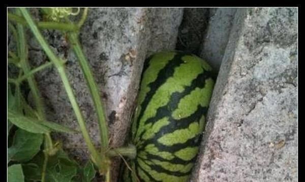 世上|世上最奇葩的西瓜,第1种吃不饱,第2种太美了,第3种太贵了