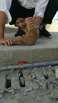 可行|搞笑GIF：妹子这一招，抓苍蝇可行吗？