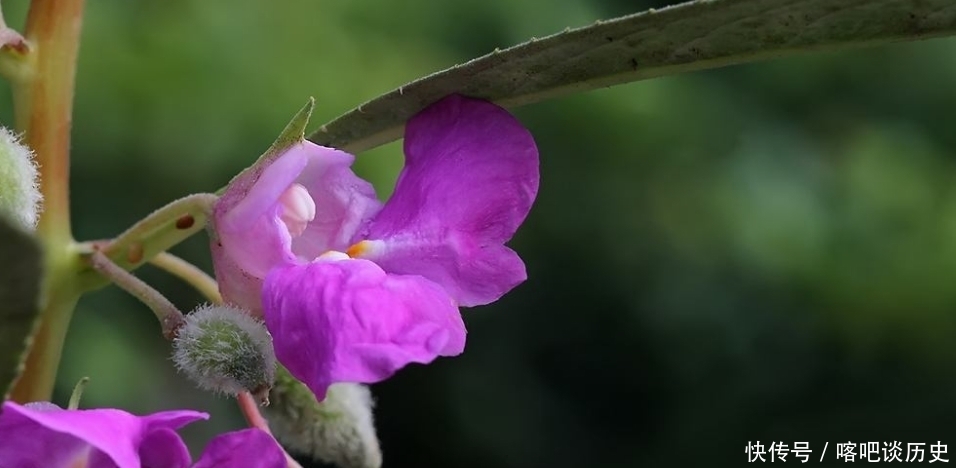 毛主席|指甲花你知道吗？曾受毛主席的赞美，一起来看诗词中的指甲花吧！