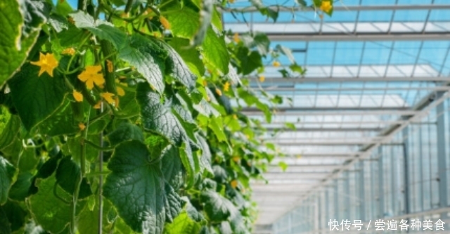 标准|带花黄瓜吃不得?弯直是判断黄瓜是否有害的标准?
