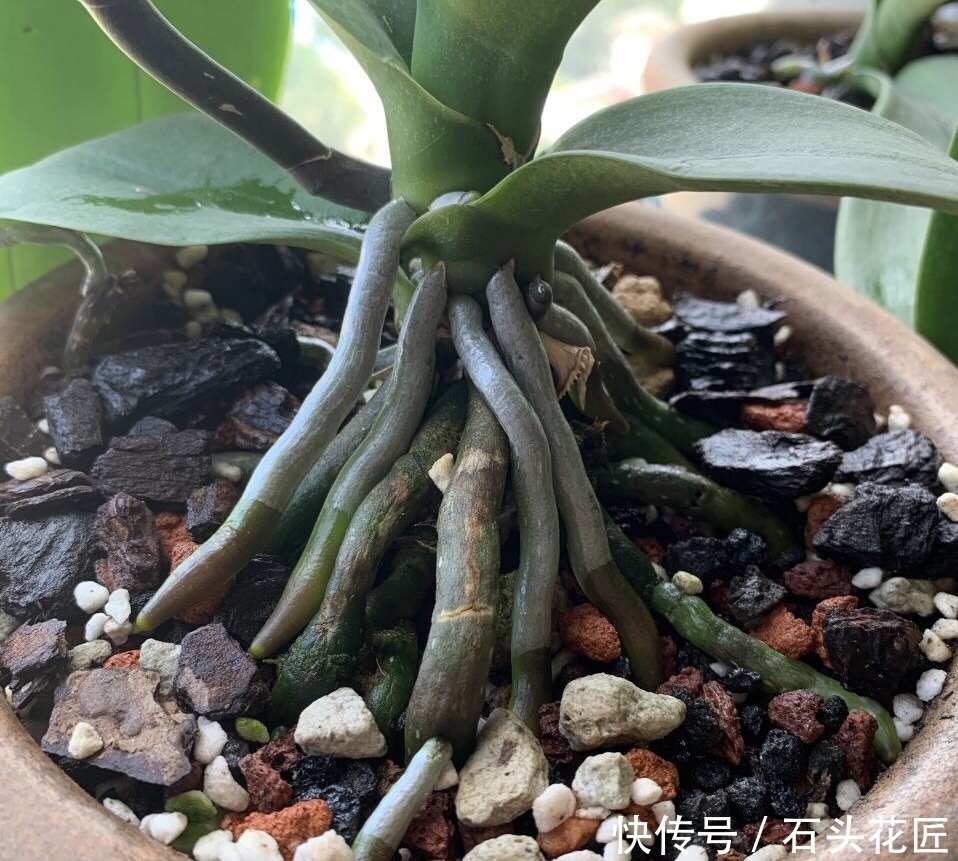 养好|养好“蝴蝶兰”有3个关键点,做对了“根系旺”,冬季开花多