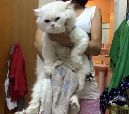 出国|男子出国将猫送给女友照顾,一年后回来,男子你确定它是只猫