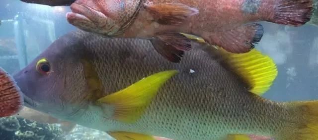 海鲜|世界上65种珍奇海鲜,贝爷都不敢说全部吃过,你吃过几种