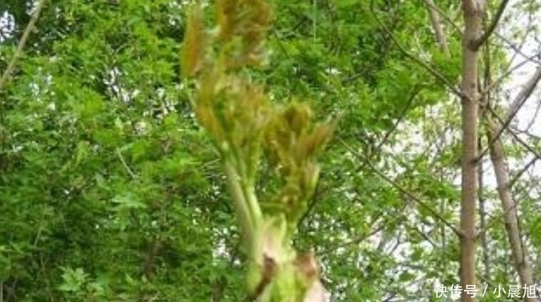 卖到|争议性最大的蔬菜, 外国人当宝, 南方人当害树, 年节一斤卖到40元