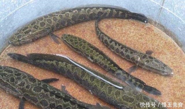 名字|中国口感最佳的4种鱼,吃起来又鲜又嫩,极其好吃