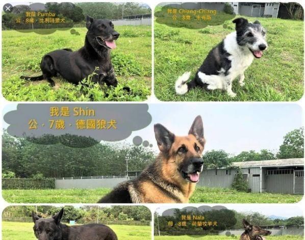  领养|泪目退役搜救犬被领养1天就走失，徒步8公里“回家”只为因这个