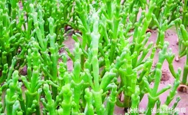 牛奶|它被外国人视为高端菜,含钙量是牛奶的5倍,国内种植却少有人吃